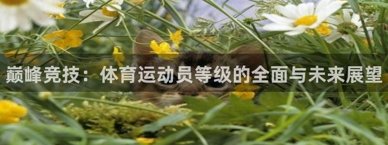 oety欧亿：巅峰竞技：体育运动员等级的全面与未来展望